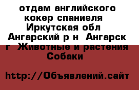 отдам английского кокер спаниеля - Иркутская обл., Ангарский р-н, Ангарск г. Животные и растения » Собаки   